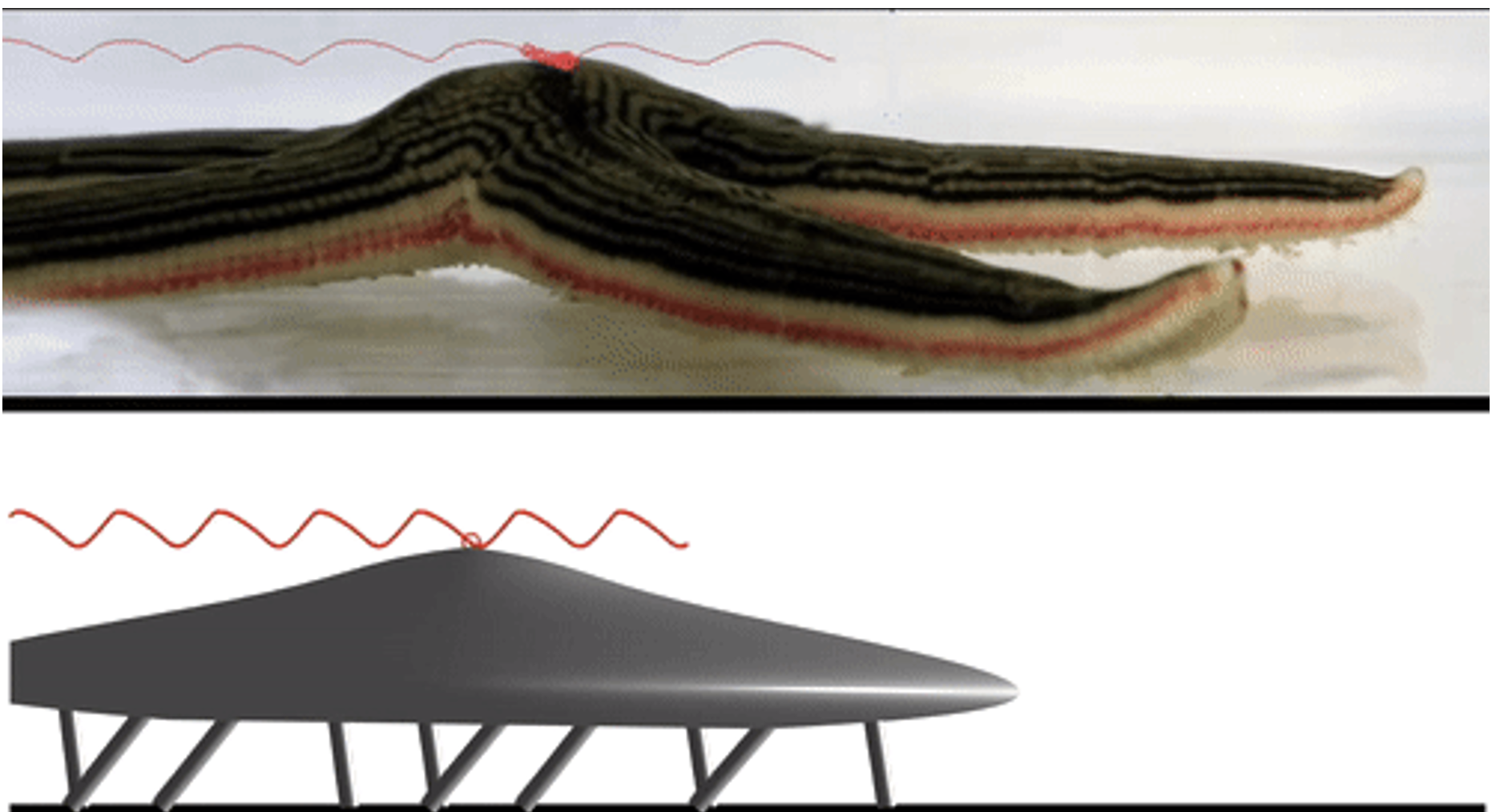 Bio-inspired Locomotion